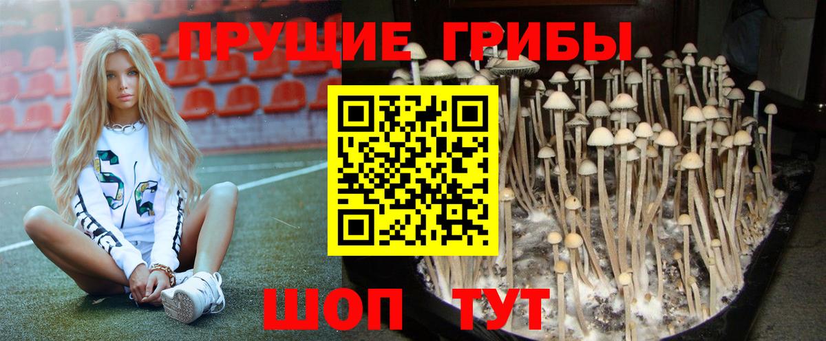 Галлюциногенные грибы Psilocybine cubensis Отрадное